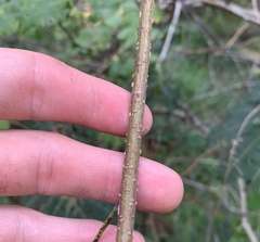 Enterolobium contortisiliquum