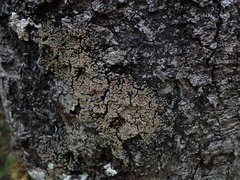 Pannaria implexa