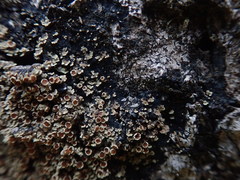 Pannaria implexa