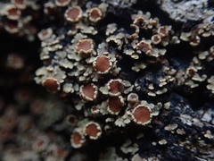 Pannaria implexa