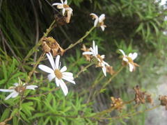 Osmitopsis osmitoides