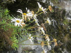 Osmitopsis osmitoides