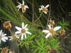 Osmitopsis osmitoides