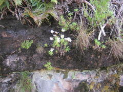 Osmitopsis osmitoides