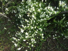 Dischisma ciliatum erinoides