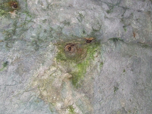 Netopier veľký (Myotis myotis)