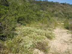 Dischisma ciliatum erinoides