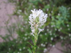 Dischisma ciliatum erinoides