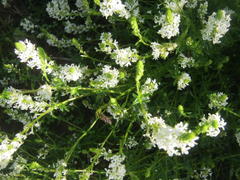 Dischisma ciliatum erinoides