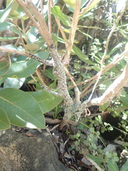 Pannaria implexa