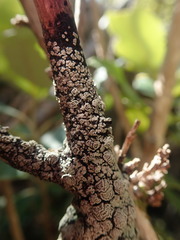 Pannaria implexa