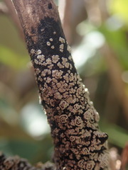 Pannaria implexa