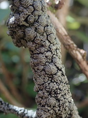 Pannaria implexa