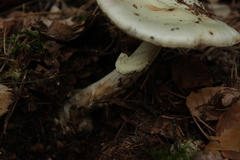 Fungi