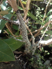 Pannaria implexa
