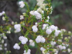 Erica formosa
