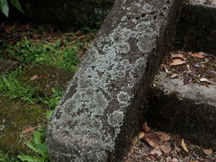 Phaeophyscia hispidula