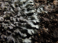 Phaeophyscia hispidula