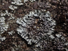Phaeophyscia hispidula