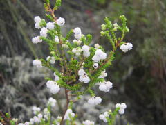 Erica formosa