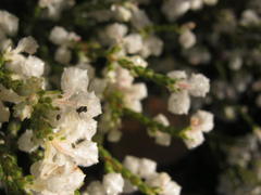 Erica fimbriata