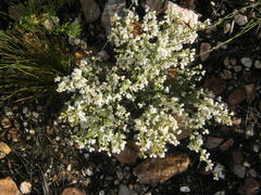 Erica fimbriata