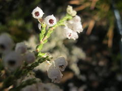 Erica fimbriata