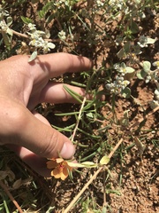 Portulaca suffrutescens