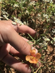 Portulaca suffrutescens