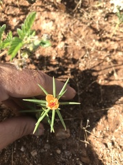 Portulaca suffrutescens