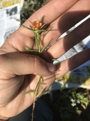 Portulaca suffrutescens