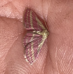 Leptostales laevitaria