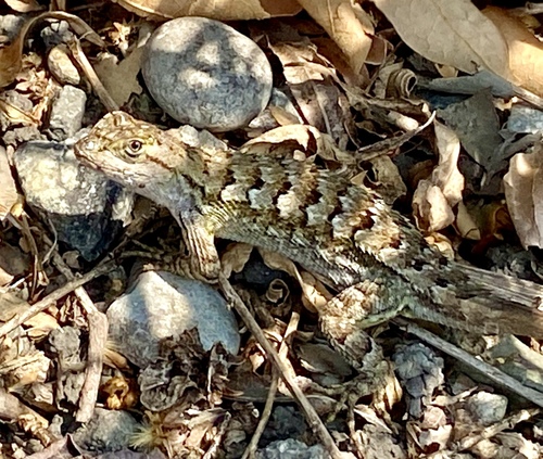 iNaturalist observation photo of Western Fence Lizard