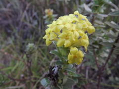 Lasiosiphon anthylloides