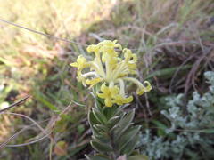 Lasiosiphon anthylloides