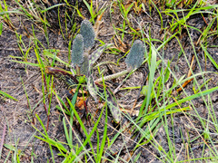 Ledebouria floribunda