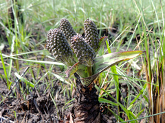 Ledebouria floribunda