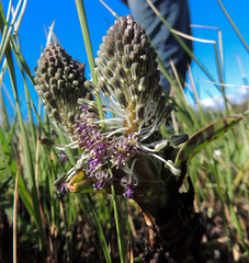 Ledebouria floribunda