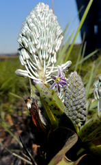 Ledebouria floribunda