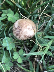 Panaeolus fimicola