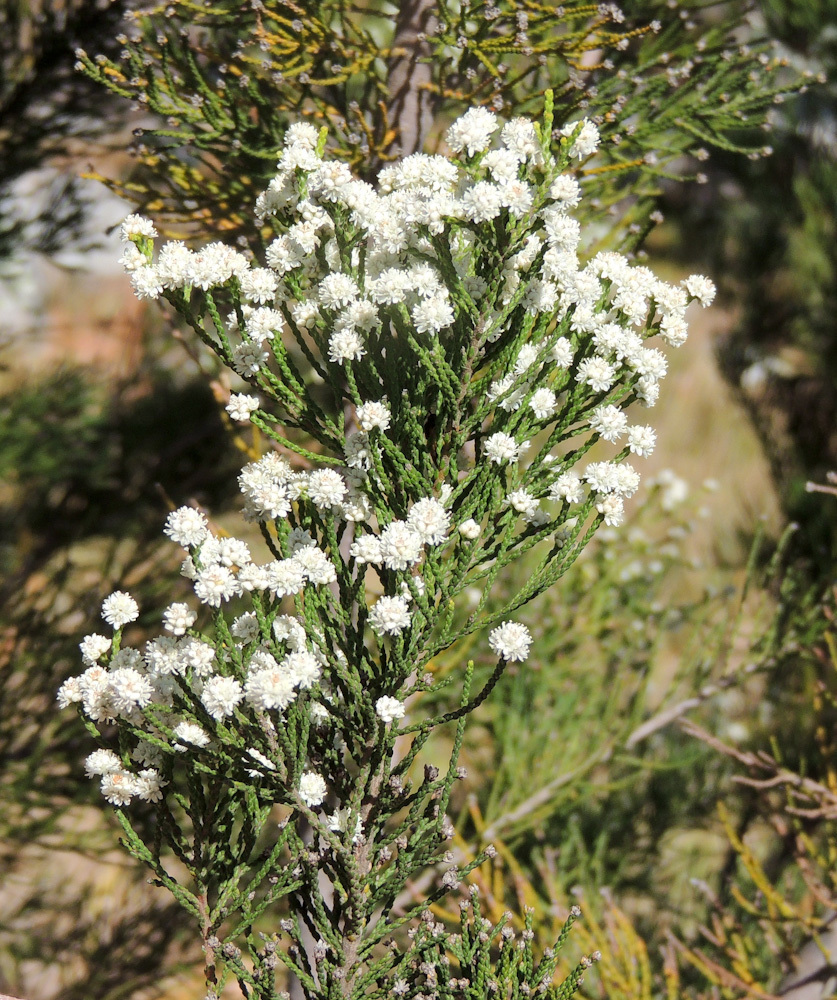 Pondo Ghostbush