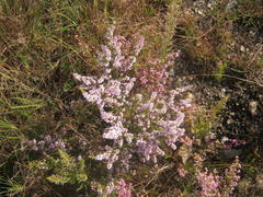Erica uberiflora