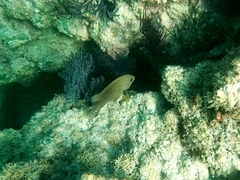 Stegastes rectifraenum