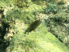 Stegastes rectifraenum