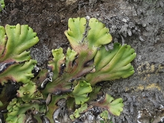Marchantia plicata