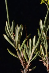 Eriogonum microtheca ambiguum