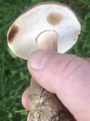 Tylopilus badiceps