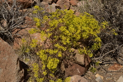 Eriogonum microtheca ambiguum