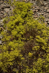 Eriogonum microtheca ambiguum