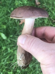 Tylopilus badiceps